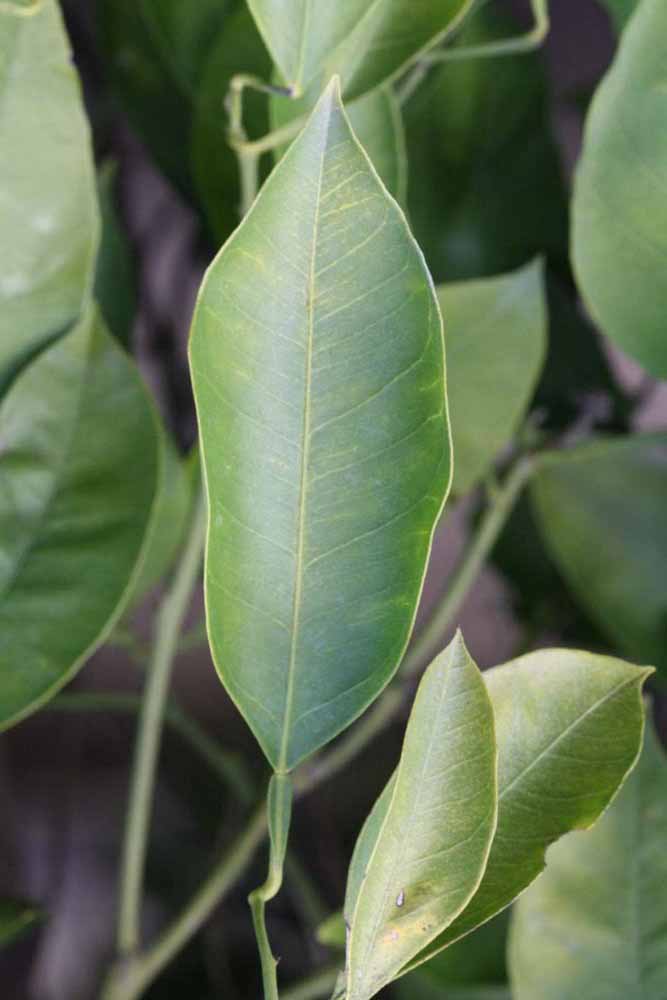            Unifoliolate leaf (Rotuma Island, Riverside, CA)   
